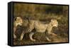 Playing Cheetah Cubs-Paul Souders-Framed Stretched Canvas