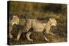 Playing Cheetah Cubs-Paul Souders-Stretched Canvas