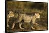 Playing Cheetah Cubs-Paul Souders-Framed Stretched Canvas