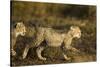 Playing Cheetah Cubs-Paul Souders-Stretched Canvas