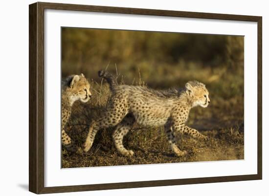 Playing Cheetah Cubs-Paul Souders-Framed Photographic Print