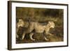 Playing Cheetah Cubs-Paul Souders-Framed Photographic Print