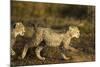 Playing Cheetah Cubs-Paul Souders-Mounted Photographic Print