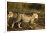 Playing Cheetah Cubs-Paul Souders-Framed Photographic Print