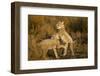 Playing Cheetah Cubs-Paul Souders-Framed Photographic Print