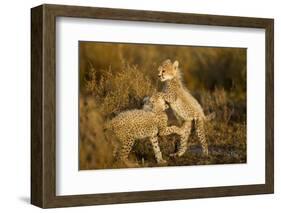 Playing Cheetah Cubs-Paul Souders-Framed Photographic Print