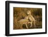 Playing Cheetah Cubs-Paul Souders-Framed Photographic Print