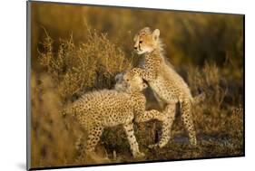 Playing Cheetah Cubs-Paul Souders-Mounted Photographic Print