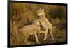 Playing Cheetah Cubs-Paul Souders-Framed Photographic Print