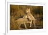 Playing Cheetah Cubs-Paul Souders-Framed Photographic Print