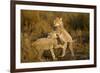 Playing Cheetah Cubs-Paul Souders-Framed Photographic Print