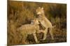 Playing Cheetah Cubs-Paul Souders-Mounted Photographic Print