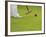 Playing Croquet, Devon, England-Peter Adams-Framed Photographic Print