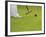 Playing Croquet, Devon, England-Peter Adams-Framed Photographic Print