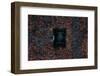 playing in the forest-Carmine Chiriaco-Framed Photographic Print