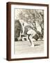 Brown Frame