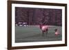 Playing Through-Ike Leahy-Framed Photographic Print