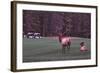 Playing Through-Ike Leahy-Framed Photographic Print