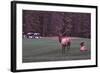 Playing Through-Ike Leahy-Framed Photographic Print