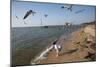 Playing With The Birds At A Beach On Mobile Bay-Carol Highsmith-Mounted Art Print