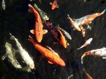 Koi Carp-PlazacCameraman-Framed Stretched Canvas