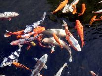 Koi Carp-PlazacCameraman-Laminated Photographic Print