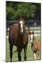 Pleasant Acres, FL-Bob Langrish-Mounted Photographic Print