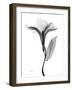 Pleasant Oleander 1-Albert Koetsier-Framed Photographic Print