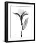 Pleasant Oleander 1-Albert Koetsier-Framed Photographic Print