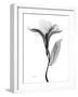 Pleasant Oleander 1-Albert Koetsier-Framed Photographic Print