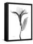 Pleasant Oleander 1-Albert Koetsier-Framed Stretched Canvas