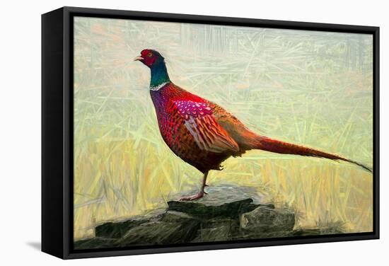 Pleasant Pheasant, 2018,-Helen White-Framed Stretched Canvas