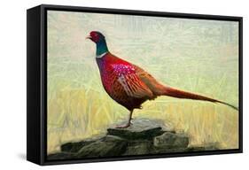 Pleasant Pheasant, 2018,-Helen White-Framed Stretched Canvas