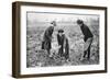 Pleasant, Profitable, Patriotic: on a Fruit-Farm at Letchmore Heath, Near St. Albans-English Photographer-Framed Giclee Print