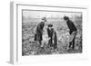 Pleasant, Profitable, Patriotic: on a Fruit-Farm at Letchmore Heath, Near St. Albans-English Photographer-Framed Giclee Print