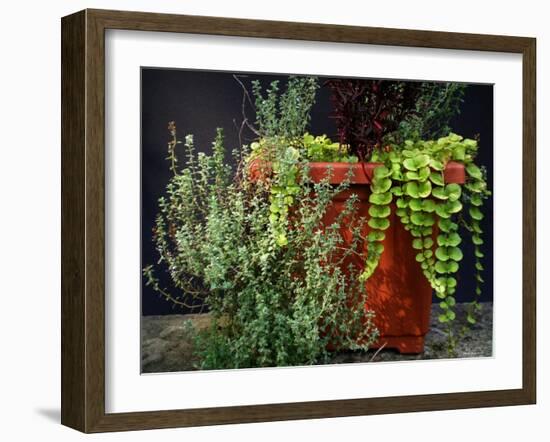 Pleasing Planter-Herb Dickinson-Framed Photographic Print