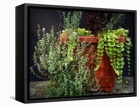 Pleasing Planter-Herb Dickinson-Framed Stretched Canvas