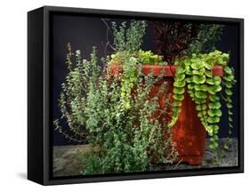 Pleasing Planter-Herb Dickinson-Framed Stretched Canvas