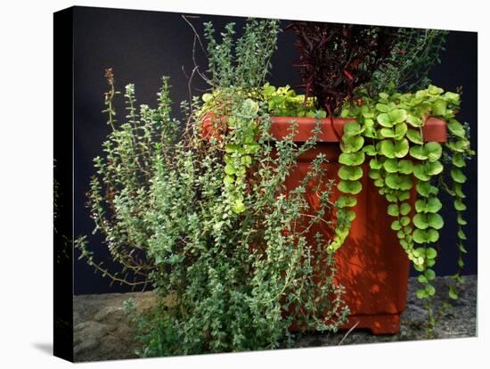 Pleasing Planter-Herb Dickinson-Stretched Canvas