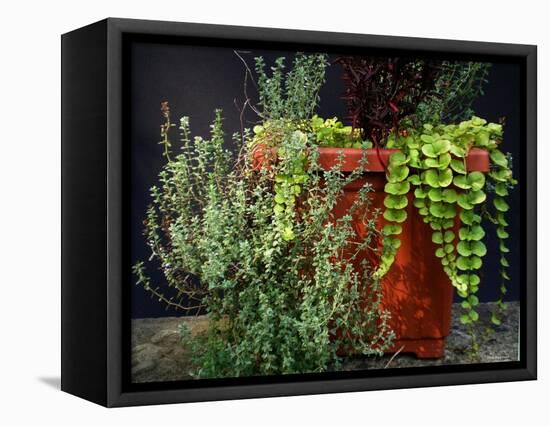 Pleasing Planter-Herb Dickinson-Framed Stretched Canvas