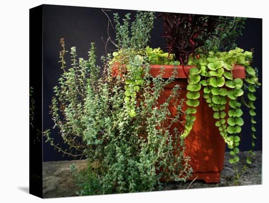 Pleasing Planter-Herb Dickinson-Stretched Canvas