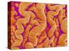 Pleat on Interior of Oviduct of a Rabbit-Micro Discovery-Stretched Canvas