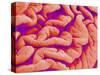 Pleat on Interior of Oviduct of a Rabbit-Micro Discovery-Stretched Canvas