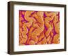 Pleat on Interior of Oviduct of a Rabbit-Micro Discovery-Framed Photographic Print