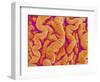 Pleat on Interior of Oviduct of a Rabbit-Micro Discovery-Framed Photographic Print