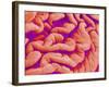 Pleat on Interior of Oviduct of a Rabbit-Micro Discovery-Framed Photographic Print