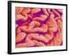 Pleat on Interior of Oviduct of a Rabbit-Micro Discovery-Framed Photographic Print