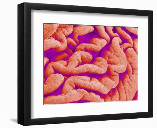 Pleat on Interior of Oviduct of a Rabbit-Micro Discovery-Framed Photographic Print