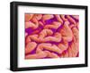 Pleat on Interior of Oviduct of a Rabbit-Micro Discovery-Framed Photographic Print