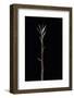 Pleioblastus Chino F. Legantissimus (Bamboo) - Shoot-Paul Starosta-Framed Photographic Print